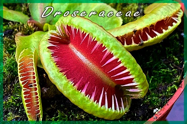 Droseraceae planta carnívora