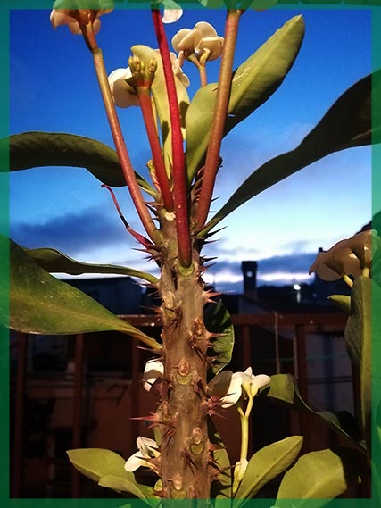 Euphorbia milii - planta Corona de cristo
