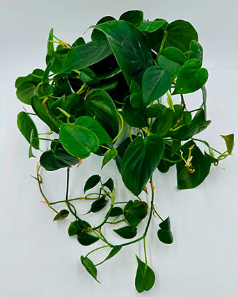Planta tropical de moda - Philodendron cordatum