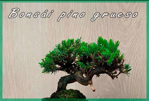 Cuidado y mantenimiento bonsái