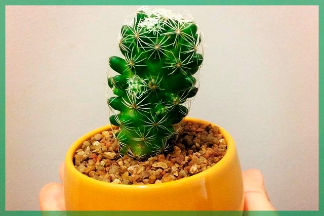 Cactus para oficina