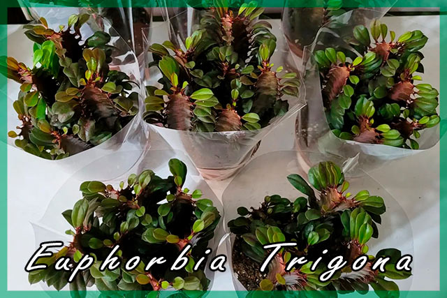 Cultivo y cuidados de Euphorbia trigona
