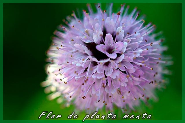 Flor de la planta menta