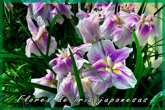 flores de iris japonesas