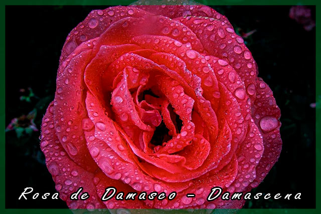 Rosa de Damasco - Damascena