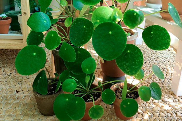 Pilea peperomioides - planta tropical que está de moda